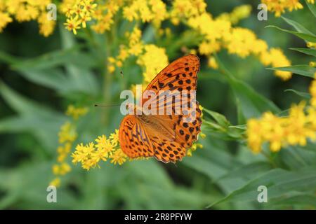 Argynnis-Paphia-Schmetterling im Bundesland Kärnten Osterreich. Die Fütterung von Nektar kanadischer Goldstäbchen-invasiver Unkrautarten. Stockfoto