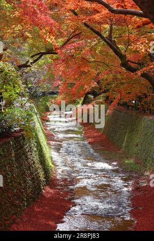 Herbst in Japan - bunte Blätter von Kitano Tenmangu Gärten in Kyoto. Stockfoto