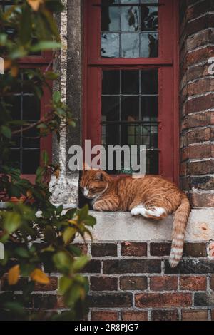 Eine Katze, die friedlich auf einer gereiften roten Holzfensterbank schläft, eingerahmt von einem orangefarbenen Backsteingebäude, schafft eine ruhige und malerische Szene. Stockfoto