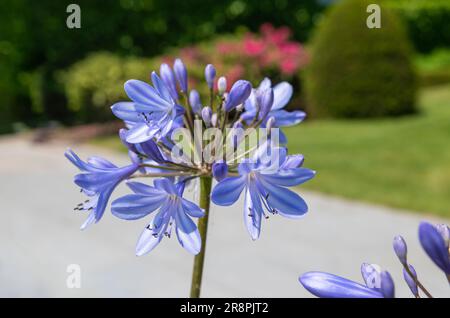 Blaue afrikanische Agapanthus-Blume im Garten. Stockfoto