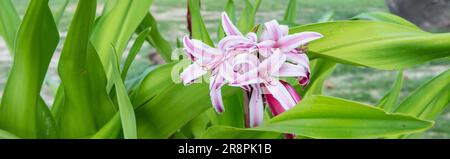 Wunderschöne rosa Seychellen-Lilien blühen im Garten. Stockfoto