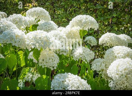 Weiße Hortensien im Garten. Hydgrangea Arborescens Starke Annabelle. Stockfoto