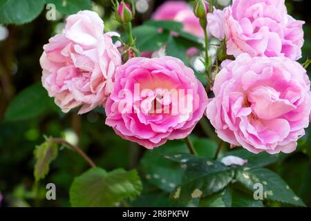 Rosenstrauch Rose blüht im Juni Garten Carmarthenshire Wales UK 2023 KATHY DEWITT Stockfoto