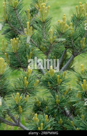 Pinus Strobus, Baum, Zweige, Pinus Strobus 'Krügers Lilliput', Garten, Nadelholz, Kultivar, Nadeln auf Zweigen Pinus Laub Stockfoto