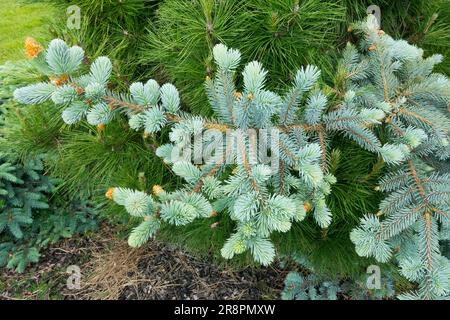 Niederschlag Silberfichte Picea pungens 'procumbens glauca' Picea pungens Colorado Blaue Fichte Baum Frühling Silberne Farbe Hintergrund Pinus nigra 'Nana' Stockfoto