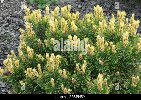 Mugo Pine, Pinus mugo 'Adam', Gelb, Nadeln, Neu, Äste Pinus-Laub Stockfoto