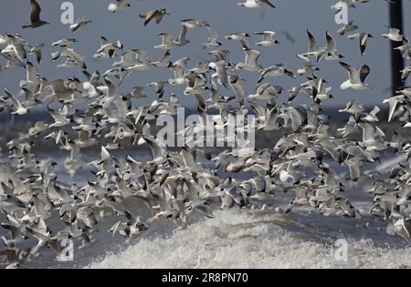 Gemischte Herden, die sich in Aufbrechhämmern ernähren. Mediterrane, gemeine, Schwarzkopffütterung, Lesser Black-Backed und Hering Gulls beim Razor Clam Wreck Eccles-on-se Stockfoto