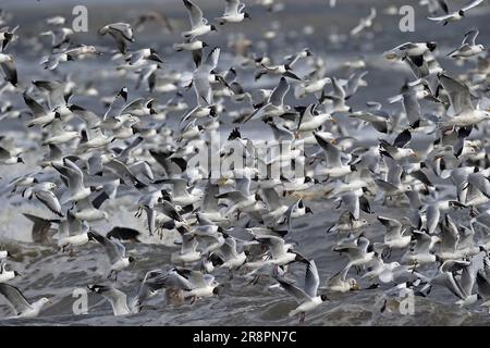 Gemischte Herden, die sich in Aufbrechhämmern ernähren. Mediterrane, gemeine, Schwarzkopffütterung, Lesser Black-Backed und Hering Gulls beim Razor Clam Wreck Eccles-on-se Stockfoto