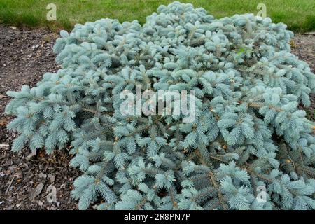 Colorado Blue Spruce, Picea pungens „Repens“ Stockfoto