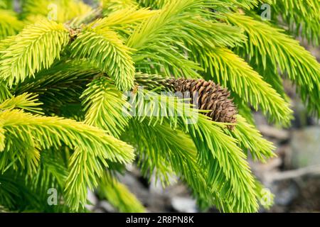 Norwegen Fichte, Picea abies, Golden Yellow, Needles, Picea abies 'Catharines Golden Heart' Cone Stockfoto