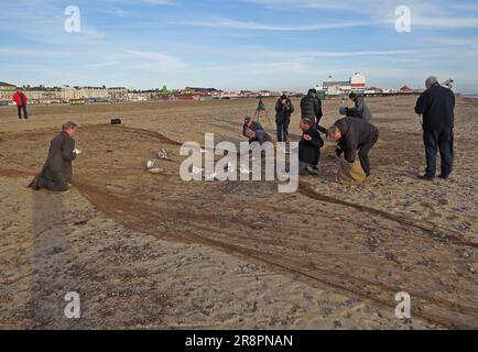 Entfernen von Möwen aus dem Netz nach Kanonennetztuch (Mediterranean & Black-Head Gulls) Great Yarmouth, Norfolk, Vereinigtes Königreich. November Stockfoto