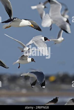 Mittelmeer-Möwe (Larus melanocephalus), Erwachsener, mit Schwarzkopf-, gewöhnlichen und kleinen Schwarzrücken-Gulls im Flug Eccles-on-Sea, Norfolk, Großbritannien. März Stockfoto