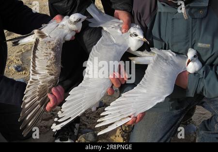 Mediterrane Möwe (Larus melanocephalus) zum Klingeln in der Hand. Erster Winter, zweiter Winter und Erwachsener Winter Great Yarmouth, Norfolk, Großbritannien. Stockfoto