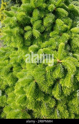 Abies cilicica, Cilician Fir, Abies cilicica „Spring Grove“ Stockfoto