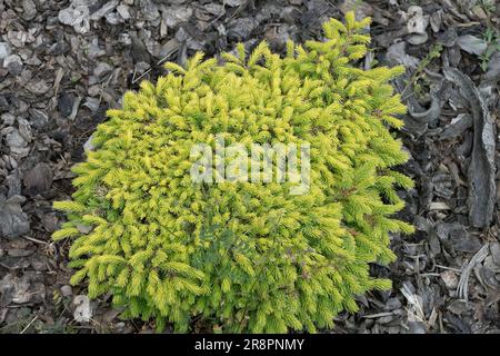 Kanadische Fichte, Picea glauca „Leontien“ Alberta Fichte, Weiße Fichte, Picea glauca, Miniatur, Zwerg, Kultivar Stockfoto