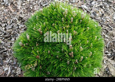 Sphärische Sorte bosnische Kiefer Pinus heldreichii „Grune Kissen“ Pinus Globe Kiefernform Nadelholz Zwergform Tiny Tree Garden Ball Laub Spring Stockfoto