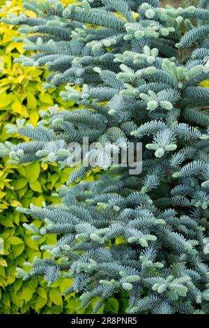Abies procera procumbens Nana' Abies procera Noble Tanne Garten Tanne Silber Zweige Farbe Sorte Nadeln Blaues Laub Abies procera Nana Spring Stockfoto