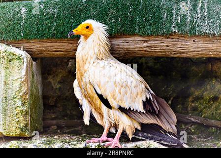 Aufnahme eines ägyptischen Vogelgartens (Neophron Percnopterus), auch Abanto, Guirre oder Ägyptische Vulture genannt, in einem Wildtierzentrum in Menorca Stockfoto