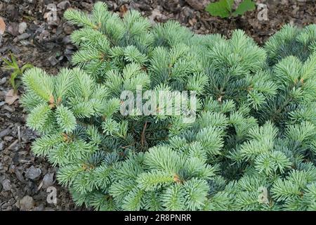 Alpine Fir, Abies lasiocarpa 'Prickly Pete' Low, Kultivar, Rocky Mountain Fir Stockfoto