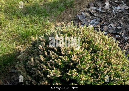 Mugo Pine Niedrigkiefer kleine Pinus Mugo „Humpy“ Sorte Garten Pinus Mugo Tree Zwergform dicht, winzig klein Stockfoto