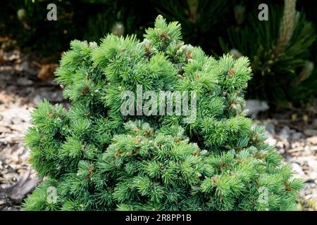 Douglas Fir, Pseudotsuga glauca 'Issalm' Stockfoto