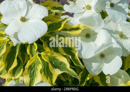 Blühender Dogwood Cornus „Celestial Shadow“ Weißer blühender Cornus x rutgersensis Variegated Blätter Randing Blattpflanze Kanariengelber Rand Blumen Stockfoto