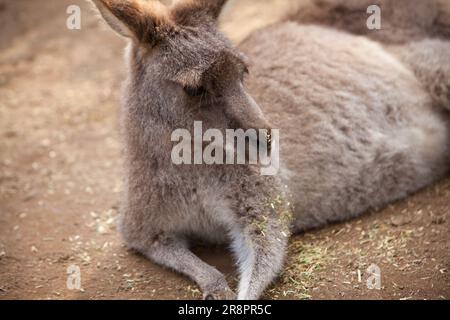 Grey Kangaroo, Koala Park, West Pennant Hills, Sydney, Australien Stockfoto