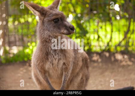 Grey Kangaroo, Koala Park, West Pennant Hills, Sydney, Australien Stockfoto