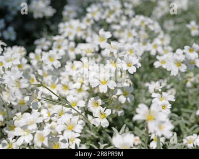 Verfilztes Hornkraut, Cerastium tomentosum, im Frühjahr Stockfoto