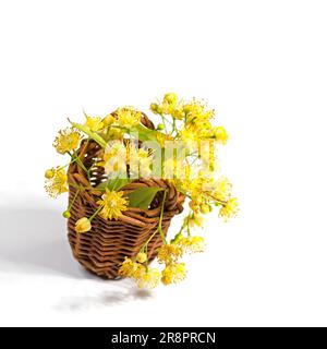 Linden blüht in einem Holzkorb, isoliert vor weißem Hintergrund Stockfoto