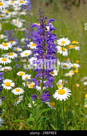 Blütenblatt der blauen Viper, Echium vulgare Stockfoto