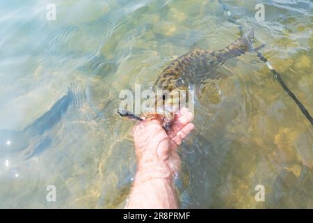 Small mouth Barschfischen am Ufer Sommerfang, Sommeraktivität, unterhaltsamer Tag am See Stockfoto