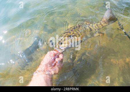 Small mouth Barschfischen am Ufer Sommerfang, Sommeraktivität, unterhaltsamer Tag am See Stockfoto