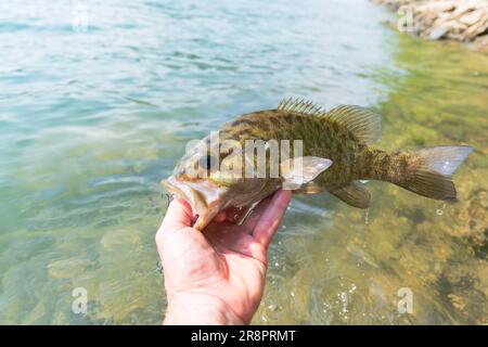 Small mouth Barschfischen am Ufer Sommerfang, Sommeraktivität, unterhaltsamer Tag am See Stockfoto