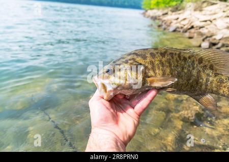 Small mouth Barschfischen am Ufer Sommerfang, Sommeraktivität, unterhaltsamer Tag am See Stockfoto