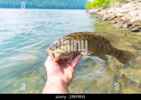 Small mouth Barschfischen am Ufer Sommerfang, Sommeraktivität, unterhaltsamer Tag am See Stockfoto