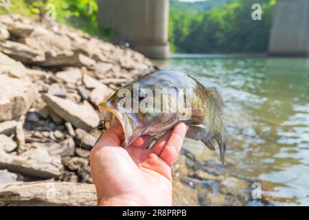 Small mouth Barschfischen am Ufer Sommerfang, Sommeraktivität, unterhaltsamer Tag am See Stockfoto