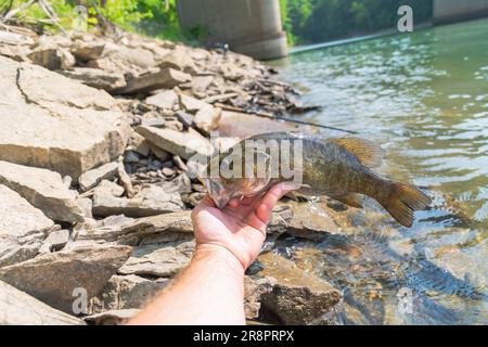 Small mouth Barschfischen am Ufer Sommerfang, Sommeraktivität, unterhaltsamer Tag am See Stockfoto