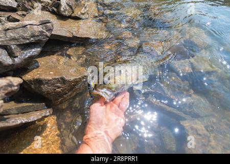 Small mouth Barschfischen am Ufer Sommerfang, Sommeraktivität, unterhaltsamer Tag am See Stockfoto