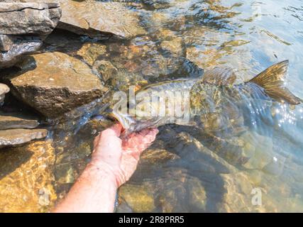 Small mouth Barschfischen am Ufer Sommerfang, Sommeraktivität, unterhaltsamer Tag am See Stockfoto