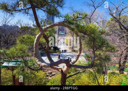 Mondkiefernbaum in Kiyomizu Kannondou Stockfoto