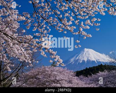 Kirschblüten im Iwamotoyama Park und Mt. Stockfoto