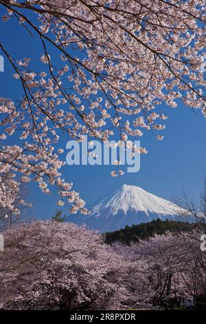 Kirschblüten im Iwamotoyama Park und Mt. Stockfoto