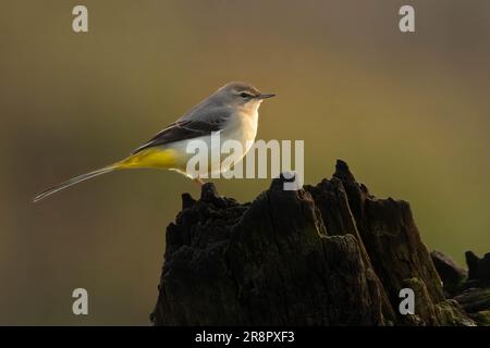 Gebirgsstelze Stockfoto