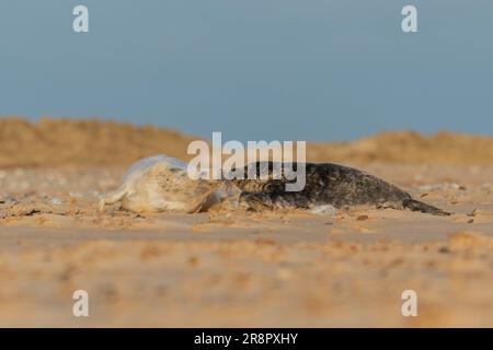 Graue Robbe und Hündchen Stockfoto