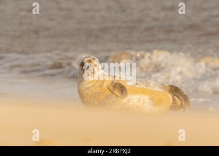 Grey seal pup Stockfoto