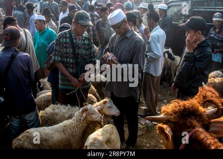 Menschen kaufen Opfertiere auf einem Viehmarkt vor dem muslimischen Festival Eid Al-Adha, in Jonggol, Bogor Regency, West Java, Indonesien, am 22. Juni 2023. Auf der Grundlage von Daten der Viehhändler wurden über 900 Kühe, 700 Ziegen und 600 Schafe auf dem größten Viehmarkt in West-Java verkauft. Eid al-Adha ist einer der heiligsten Moslems-Feiertage des Jahres. Es ist die jährliche muslimische Pilgerfahrt, bekannt als Hajj, um Mekka zu besuchen. Während Eid al-Adha schlachten Muslime Ziegen, Schafe und Rinder ab, um der Bereitschaft des Propheten Abraham zu gedenken, seinen Sohn zu opfern, um Gottes Gehorsam zu zeigen. Sie sind abgehauen Stockfoto
