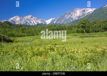 Hakuba Bergkette vom Tsugaike Nature Park aus gesehen Stockfoto