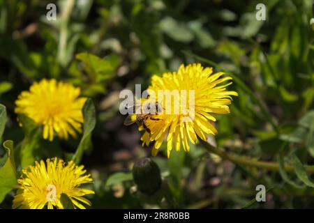 Honigbiene auf gelber Löwenzahnblume im Frühlingsgarten. Fleißige Bienen bestäuben Löwenzahn-Blüten mit Pollen. Sommerlicher grüner Rasen Stockfoto