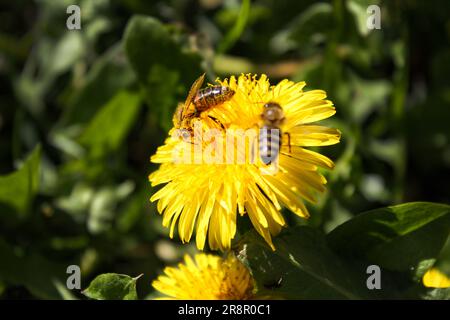 Honigbiene auf gelber Löwenzahnblume im Frühlingsgarten. Fleißige Bienen bestäuben Löwenzahn-Blüten mit Pollen. Sommerlicher grüner Rasen Stockfoto